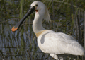 ESPÁTULA COMÚN | SPOONBILL | Platalea leu