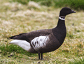 BARNACLA CARINEGRA | BRENT GOOSE | Branta bernicla