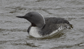 COLIMBO CHICO | RED-THROATED DIVER | Gavia stellata