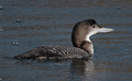COLIMBO GRANDE | GREAT NORTHERN DIVER | Gavia immer