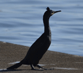 CORMORÁN MOÑUDO | SHAG | Phalacrocorax ar