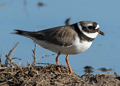 CHORLITEJO GRANDE | RINGED PLOVER | Charadrius hiaticul