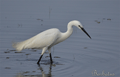 GARCETA COMÚN | LITTLE EGRET | Egretta garzetta