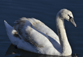 CISNE VULGAR | MUTE SWAN | Cygnus olor