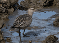 ZARAPITO TRINADOR | WHIMBREL | Numenius phaeopus