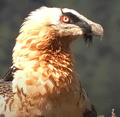 QUEBRANTAHUESOS | BEARDED VULTURE | Gypaetus barbatus