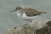 ANDARRIOS CHICO | COMMON SANDPIPER | Actitis hypoleucos