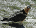 QUEBRANTAHUESOS | BEARDED VULTURE | Gypaetus barbatus