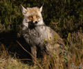 ZORRO | FOX | Vulpes vulpes