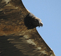 QUEBRANTAHUESOS | BEARDED VULTURE | Gypaetus barbatus
