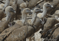 BUITRE  LEONADO  |  GRIFFON VULTURE  |  Gyps fulvus