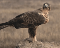 AGUILA PERDICERA | BONELLI´S EAGLE | Aquila fa
