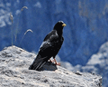 CHOVA PIQUIGUALDA | ALPINE CHOUGH | Pyrrhocorax graculu
