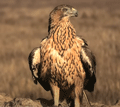 AGUILA PERDICERA | BONELLI'S EAGLE | Aquila fa