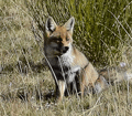 ZORRO SARNOSO | FOX WITH SCABIES | Vulpes vulpes