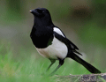 URRACA | MAGPIE | Pica pica