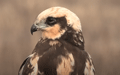 AGUILUCHO LAGUNERO | MARSH HARRIER | Circus aeruginosus