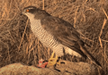 AZOR | GOSHAWK | Accipiter gentilis