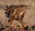 BUSARDO RATONERO | BUZZARD | Buteo buteo