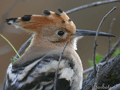 ABUBILLA | HOOPOE | Upupa epops
