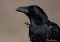 CUERVO | RAVEN | Corvus corax