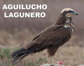 AGUILUCHO LAGUNERO | MARSH HARRIER | Circus aeruginosus