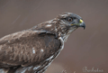 BUSARDO RATONERO | BUZZARD | Buteo buteo