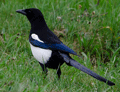URRACA | MAGPIE | Pica pica