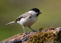 CARBONERO PALUSTRE | MARSCH TIT | Parus palustris