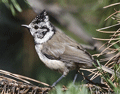 HERRERILLO CAPUCHINO | CRESTED TIT | Parus cristatus