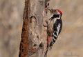 PICO MEDIANO | MIDDLE SPOTTED WOODPECKER | Dendrocopos