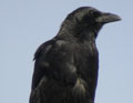 CORNEJA NEGRA | CARRION CROW | Corvus corone corone