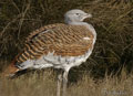 AVUTARDA | GREAT BUSTARD | Otis tarda