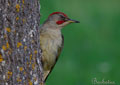 PITO REAL | GREEN WOODPECKER | Picus viridis