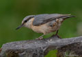 TREPADOR AZUL | NUTHATCH | Sitta europaea