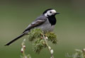 LAVANDERA BLANCA | WHITE WAGTAIL | Motacilla alba