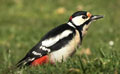 PICO PICAPINOS | GREAT SPOTTED WOODPECKER | Dendrocopos
