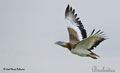 AVUTARDA | GREAT BUSTARD | Otis tarda