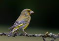 VERDERÓN COMÚN | GREENFINCH | Carduelis c