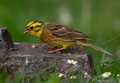 ESCRIBANO CERILLO | YELLOWHAMMER | Emberiza citrinella