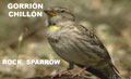 GORRIÓN CHILLÓN | ROCK SPARROW | Petronia