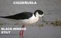 CIGÜEÑUELA | BLACK-WINGED STILT | Himantopu