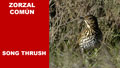 ZORZAL COMÚN | SONG THRUSH | Turdus philomelos