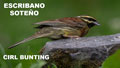 ESCRIBANO SOTEÑO | CIRL BUNTING | Emberiza cirlu