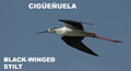 CIGÜEÑUELA | BLACK - WINGED STILT | Himanto