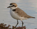 CHORLITEJO PATINEGRO | KENTISH PLOVER | Charadrius alex