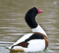 TARRO BLANCO | SHELDUCK | Tadorna tadorna