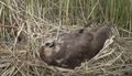 AGUILUCHO LAGUNERO | MARSH HARRIER | Circus aeruginosus