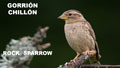 GORRIÓN CHILLÓN | ROCK SPARROW | Petronia