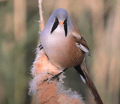 BIGOTUDO | BEARDED TIT | Panurus biarmicus